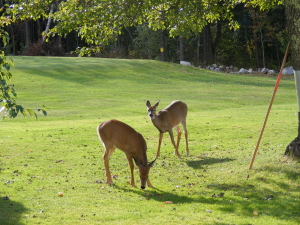Cobbossee Colony Golf Course Deer