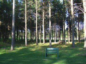 View of the woods off of hole 2