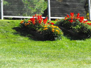 Spring Flowers at Cobbossee Colony Golf Course