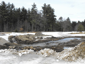 View of the woods off of hole 2